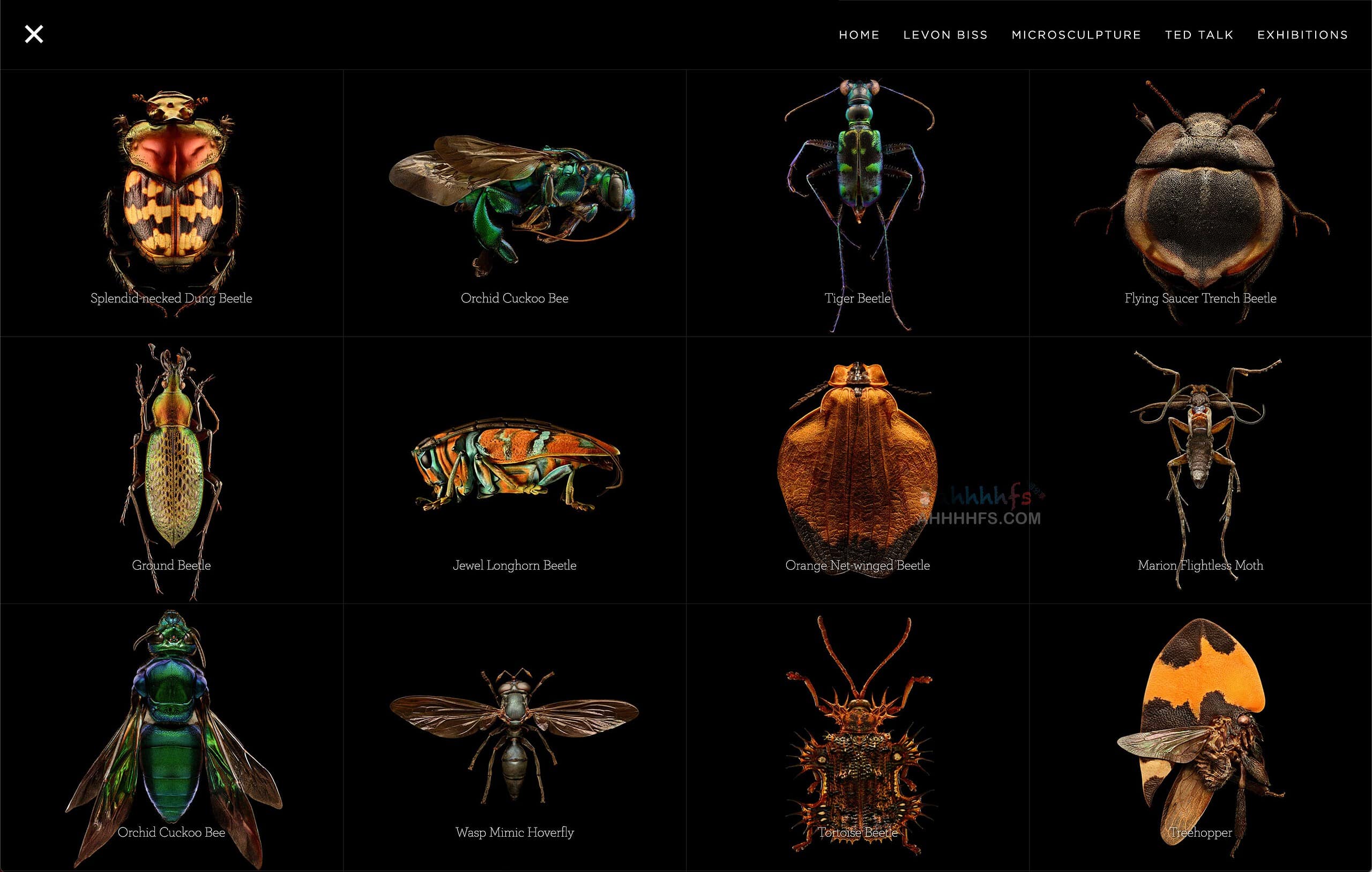 Microsculpture-昆虫肖像 超清昆虫微距摄影图片